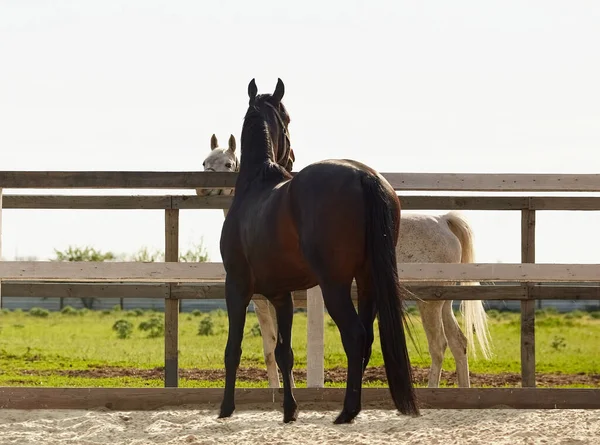 Young stallion walks in a paddock and flirts with a mare — Stock Photo, Image