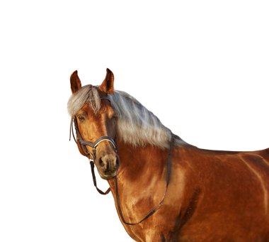 Beyaz arka planda açık renk yeleli bir atın portresi