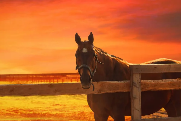 Horse at sunset - orange blurred equistrian background — Stock Photo, Image