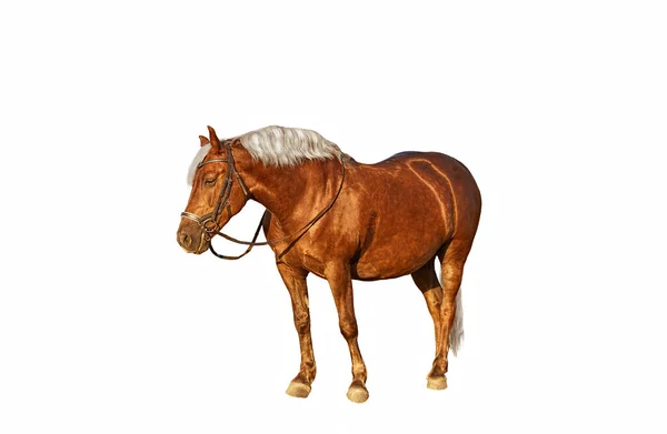 Hnědý kůň se lněnou hřívou na bílém pozadí — Stock fotografie