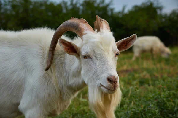Büyük boynuzları olan beyaz keçi erkek yeşil bir çayırda otluyor. — Stok fotoğraf