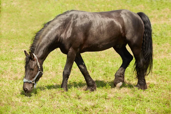 Svart frisiska hingsten betar på fäboden — Stockfoto