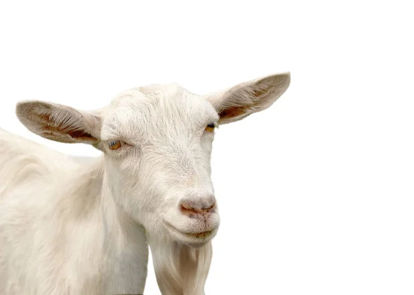 Turuncu gözlü beyaz boynuzsuz bir süt keçisinin portresi — Stok fotoğraf