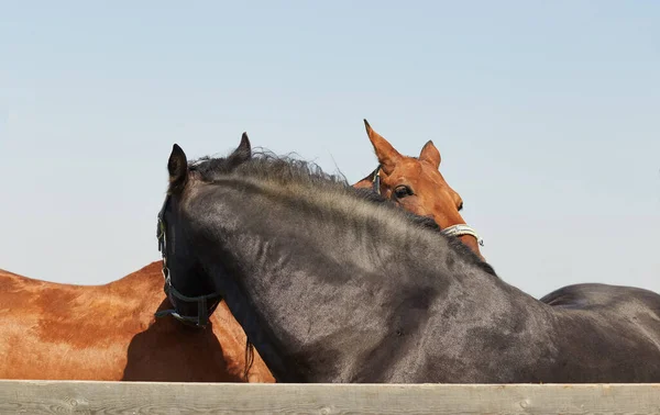 Two horses hug and scratch each other - rural sciene — Stock Photo, Image