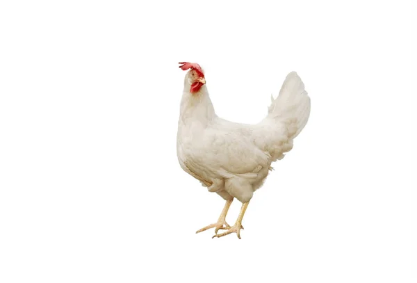 Full-length portrait of a white hen with a red comb — Stock Photo, Image