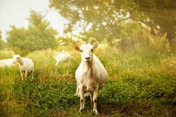 Beyaz boynuzlu keçi yeşil çimlerde yaz otluyor. — Stok fotoğraf