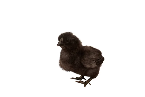 Pollito negro recién nacido aislado sobre fondo blanco — Foto de Stock