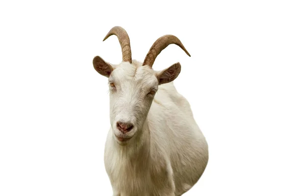 Beyaz arka planda izole edilmiş beyaz boynuzlu bir keçinin portresi — Stok fotoğraf