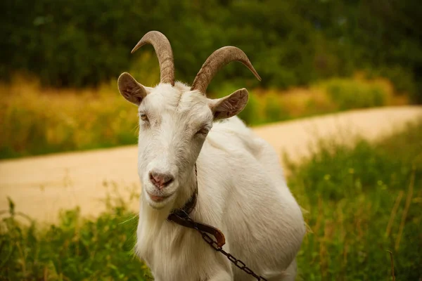 Beyaz boynuzlu keçi bir yaz günü yeşil çimlerde otlar. — Stok fotoğraf