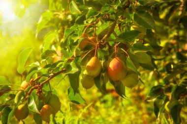 Olgun armutlar, gün ışığında bahçede bir ağaca tutunur.