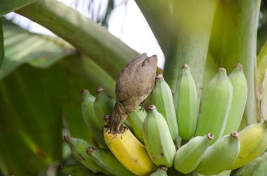 Seri kulaklı Bulbul (Pycnonotus blanfordi), güney doğu Asya 'da bulunan muz dalına tünemiştir. Doğal habitatı subtropikal veya tropikal nemli ova ormanlarıdır. Tayland