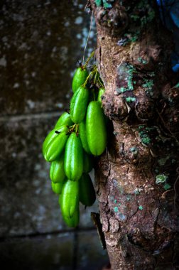 Averrhoa Bilimbi L. Küçük Ekşi Yıldız Meyvesi veya Malezya 'da İnanan Buluh Güneydoğu Asya' daki insanlar tarafından mutfak baharatı ve ekşi yemekler için lezzet arttırıcı olarak kullanılır..