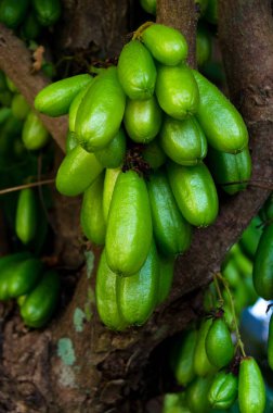 Averrhoa Bilimbi L. Küçük Ekşi Yıldız Meyvesi veya Malezya 'da İnanan Buluh Güneydoğu Asya' daki insanlar tarafından mutfak baharatı ve ekşi yemekler için lezzet arttırıcı olarak kullanılır..