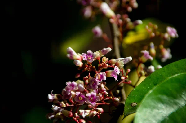Averrhoa Carambola Flowers Have Double Genitalia Which Short Stamens Long — Stock Photo, Image