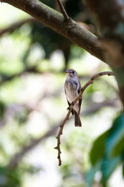 Der Asiatische Braune Fliegenschnäpper Ist Ein Unscheinbarer Kleiner Vogel Mit — Stockfoto