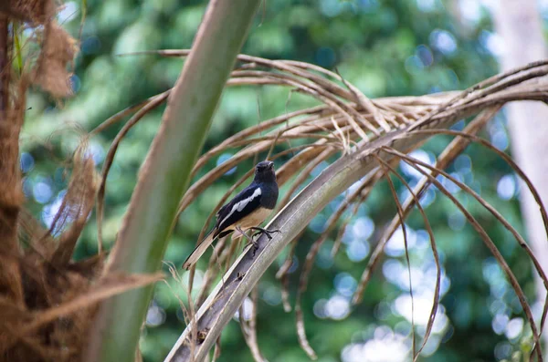 Rotkehlchen Ein Häufiger Vogel Thailand Und Südostasien Der Nationalparks Anzutreffen — Stockfoto