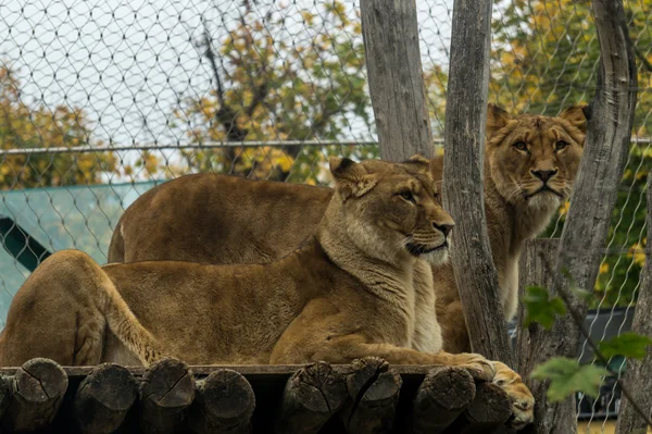 Львы в Венском зоопарке — стоковое фото