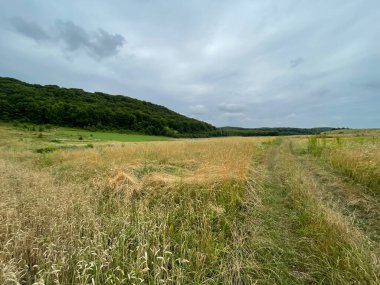 Çavdar, dağ ve mavi gökyüzü