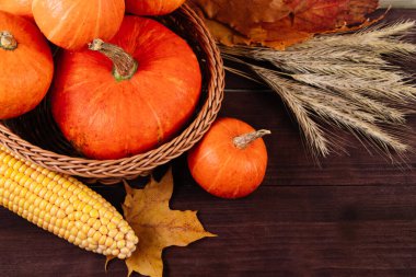 Şükran Günün kutlu olsun. Olgun portakal kabakları, buğday ve mısır kahverengi ahşap arka planda.