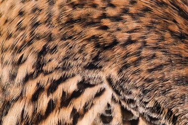 Kuş tüylerinin yakın plan arkaplanı. Vahşi ördek kanadı. Tasarım için doku.