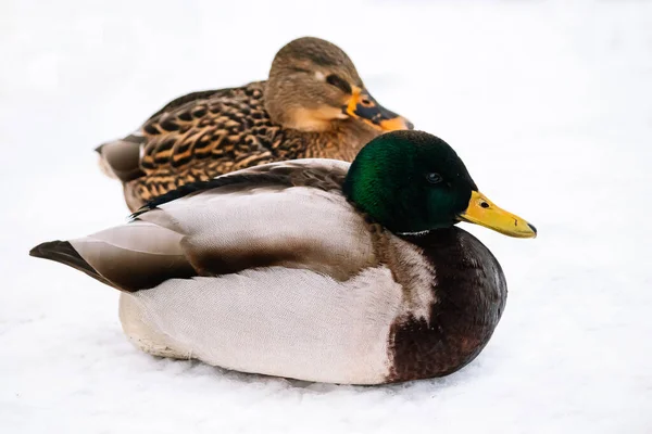 Wild brown duck in winter. Hunting for mallards. Bird watching.