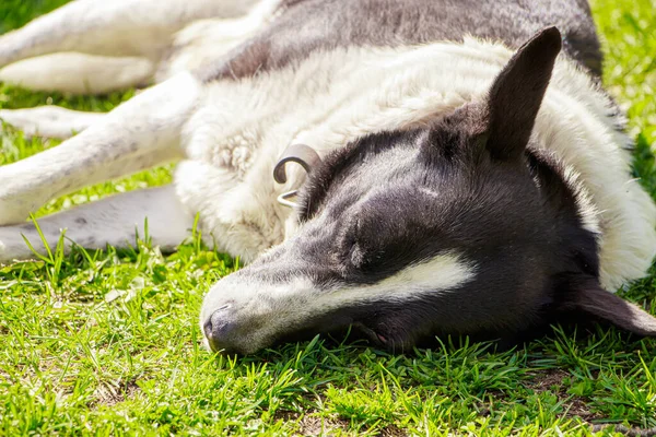 Domestic dog sleeps on grass under the spring sun.