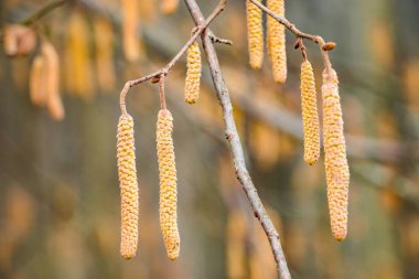 Baharın başında açan fındıklar. Yeşil tomurcuklar yaklaşıyor. Polen alerjisi kavramı.