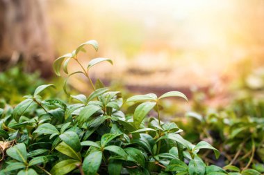 Bahçedeki ilk bahar çiçekleri. Yeşil bitki tomurcukları kapanıyor. Seçici odak.