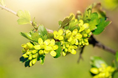 Bahar sarısı Bektaşi üzümü çiçekleri kapanıyor. Bahçıvanlık ve tarım. Doğal arkaplan.