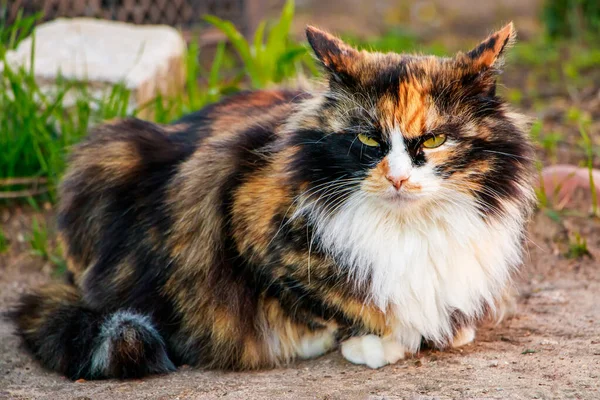 Angry cat sits on ground near house. Pet for first time in nature.