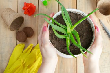 Kadın elinde bir tencere aloe vera tutuyor. Ev işleri konsepti. Ev yapımı kozmetoloji için tıbbi bitkiler yetiştiriyorum..