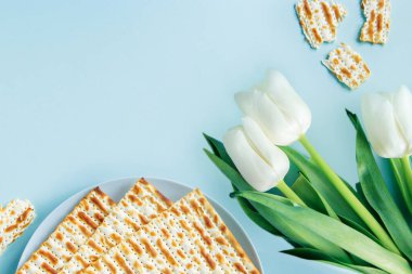 Hamursuz bayramın kutlu olsun. Mavi arka planda Matzo ve beyaz laleler. Dindar Yahudi bayramı Pesach. Uzayı kopyala, düz yat.
