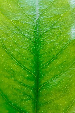 Limon ağacının genç yeşil yaprağı. Evde bitki yetiştirmek, bahar baharı bahçıvanlığı. Çevre dostu hobi. Makro fotoğraf.