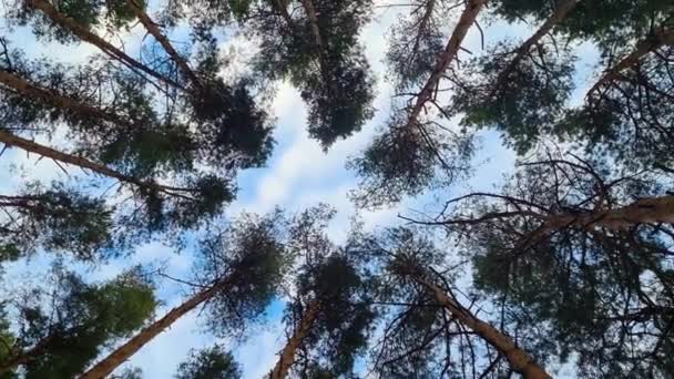 Κάτω όψη του πευκοδάσους. Ψηλά κωνοφόρα δέντρα στον γαλάζιο ουρανό. Κυκλική περιστροφή της κάμερας. — Αρχείο Βίντεο