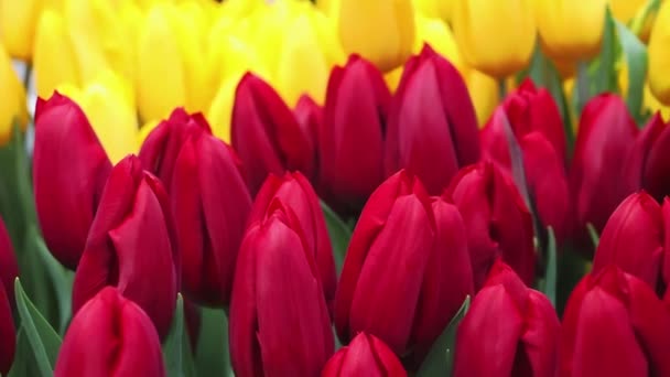 赤と黄色のチューリップが閉じます。オランダの花のフィールド。植物成長の概念、花ビジネス。カメラトラッキング. — ストック動画