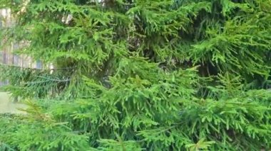 Spruce dalları güçlü rüzgarda sallanır. Kozalaklı ormandaki Evergreen ağacı. Genç ağaçların yetiştirilmesi, çevresel koruma.