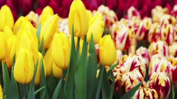 Jarní tulipány. Žluté a pestrobarevné květy zblízka. Květinářství v Nizozemsku, zemědělská farma. Sledování fotoaparátu. — Stock video