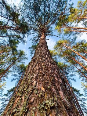 Çam ağacından bir gövdenin alt görüntüsü. Yaz ormanındaki uzun ağaçlar. Ekoloji ve çevre koruma kavramı.