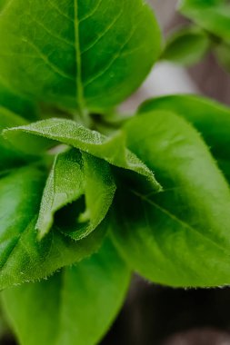 Genç yeşil yapraklar bir dala yakın çekimde. Baharda açan tomurcuk.