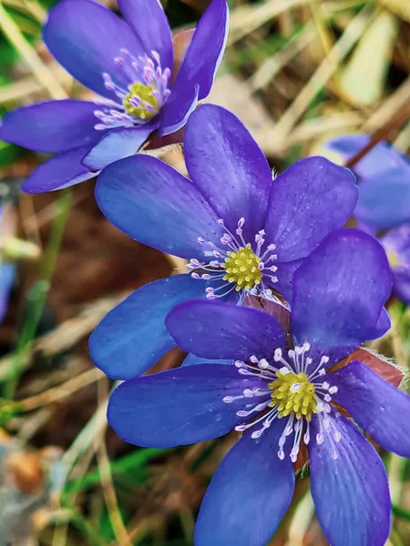 Premières Fleurs Hepatica Dans Les Bois Début Printemps Petite Fleur — Photo