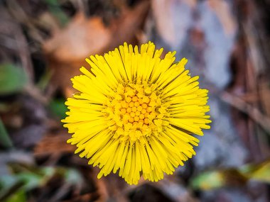 Sarı bahar çiçeği yaklaş. Ormandaki ilk çiçekler.