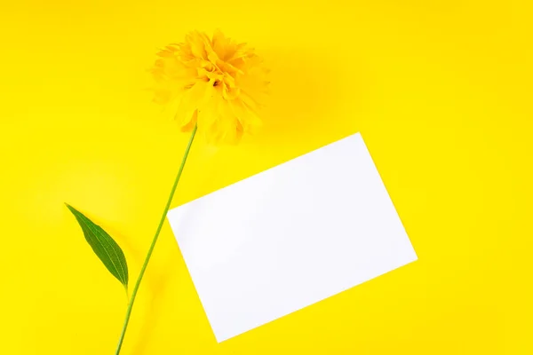 Koncepcja Lata Pusta Kartka Życzeniami Żółty Kwiat Jasnym Tle Modny — Zdjęcie stockowe