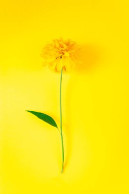 Parlak bir arka planda sarı çiçek. Yaz kavramı. Moda minimalizmi, metin için alan.