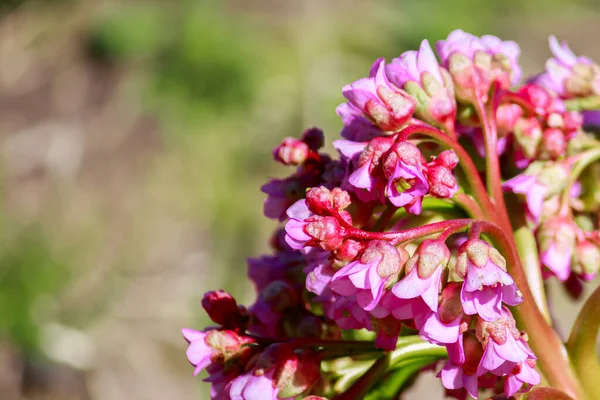 Первый Весенний Цветочный Крупный План Пурпурные Свежие Почки Саду — стоковое фото