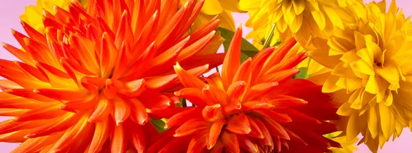 Bouquet Yellow Chrysanthemums Red Dahlias Pink Background Summer Concept Flowers — Stock Fotó