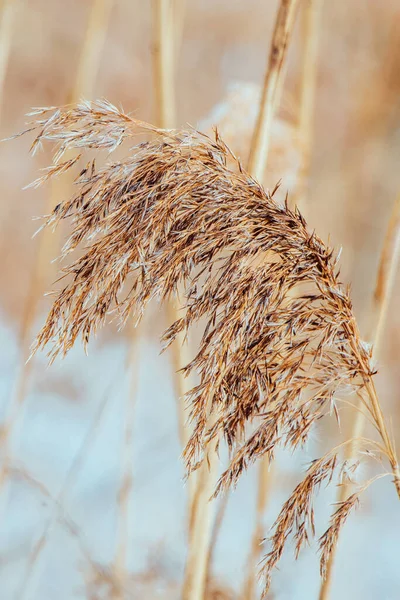 Pampa Otları Gün Batımında Açık Arkaplanda Tarafsız Renklerde Reed Tohumları — Stok fotoğraf