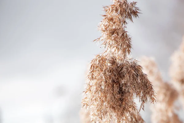 乾燥した葦が閉じます。光の背景にパンパス草。傾向柔らかいふわふわの植物。ニュートラルトーンでリード種. — ストック写真
