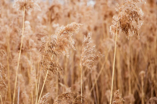 Pampa otları gün batımında. Açık arkaplanda tarafsız renklerde Reed tohumları var. Kuru sazlıklar yakın çekim. Güneşte yumuşacık, modaya uygun bir bitki. Minimalist stil konsepti