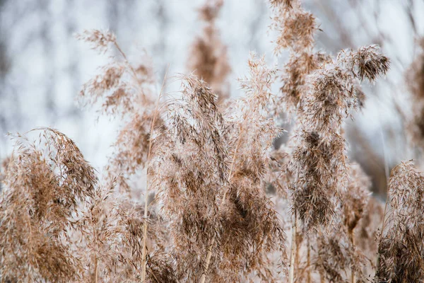 Pampas Otu Açık Arkaplanda Tarafsız Renklerde Reed Tohumları Var Kuru — Stok fotoğraf