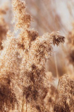 Pampa otları gün batımında. Açık arkaplanda tarafsız renklerde Reed tohumları var. Kuru sazlıklar yakın çekim. Güneşte yumuşacık, modaya uygun bir bitki. Minimalist stil konsepti